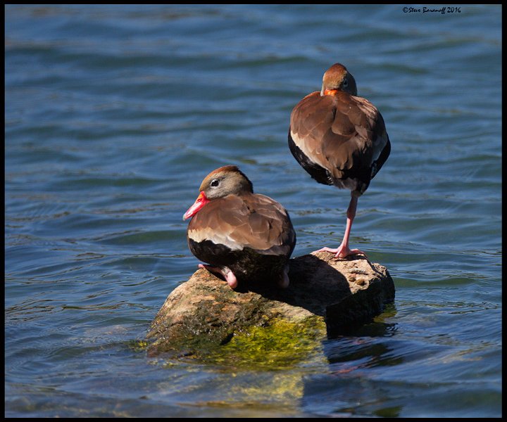_6SB0006 black-bellied whistling ducks.jpg